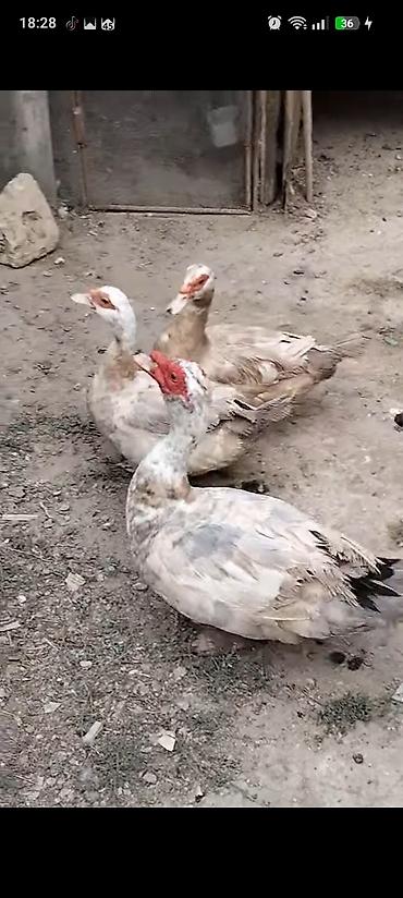 karella quslari: Məhsul: Ev quşları (ördəklər və xoruz) ördəklər 3'ü 80 azn 1 erkek 2 — 1