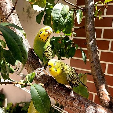 sevgi qusu: 🦜 Erkək və Dişi Cüt Dalğalı Tutuquşuları 🦜 Həyətdə belə uçub — 1