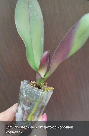 цветок монстеру: Монстера Monstera 'Aurea Neon' / 'Lemon Lime'). Монстера Бульвазавр и — 4