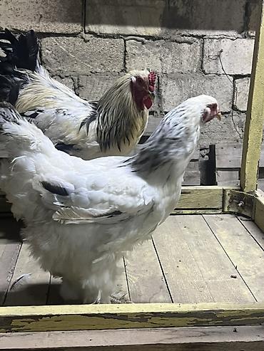 qu qusu satisi: Toyuq, Brama, Damazlıq — 3