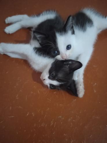 кот сфинкс: Котята, короткошёрстные, домашние. - Возраст: очень маленькие, уже — 8