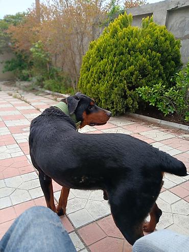 dişi doberman: Doberman, 1 il, Erkək, Peyvəndli, Ödənişli çatdırılma — 4