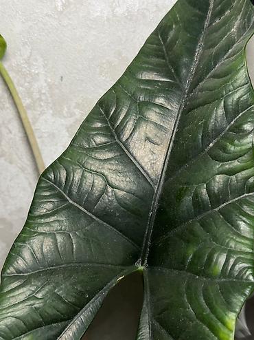 Другие комнатные растения: Добрый день! В продаже комнатные растения: Сингониумы - конфетти — 11