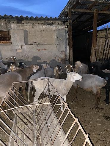 Продам с/х животных: Продаю | Овца (самка) | Полукровка, Меринос | На забой, Для разведения, Для шерсти | Матка — 2