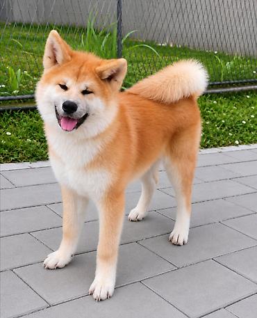 Psi: AKITA INU – VRHUNSKO FCI LEGLO | KUMA KAI KENNELS Odgajivačnica Kuma — 13