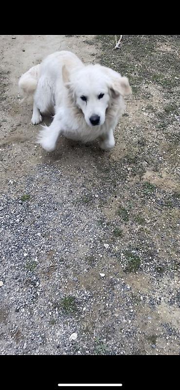 İtlər: Retriver temiz Ev itidir dil kamanda bilir oynamagi sevir remensiz — 3