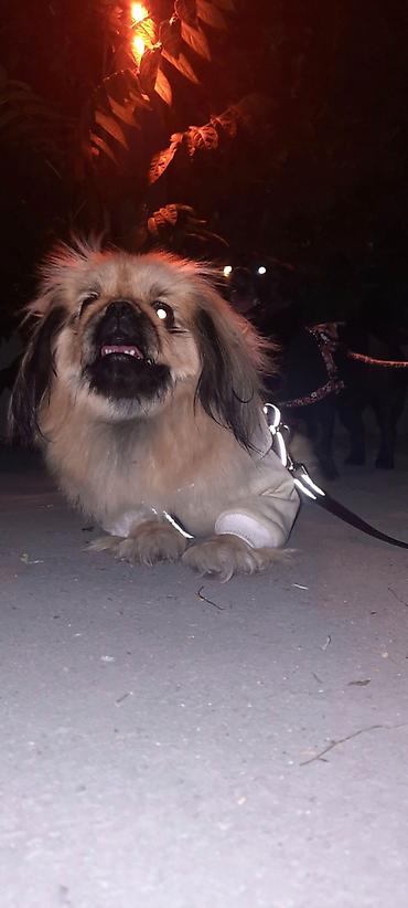 itler gence: Pekines, 4 il, Dişi, Peyvəndli, Ünvandan götürmə, Ödənişli çatdırılma — 5