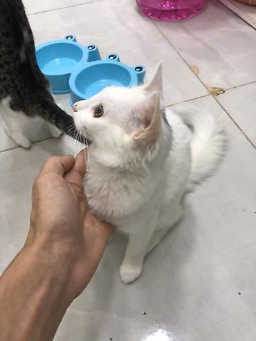 akvarium baliq adlari: Отдаем котиков в хорошие руки, беспалтно. все кроме белых — 2