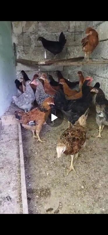 kənd çolpası: Damazlıq kənd fərələri,4ay yarimliqdilar Sap-sağlam heyvanlardi