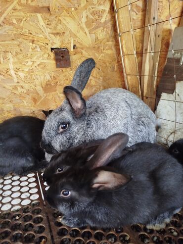 кролики домашние: Продаются крольчата порода Полтавское серебро возраст 1.5 месяца