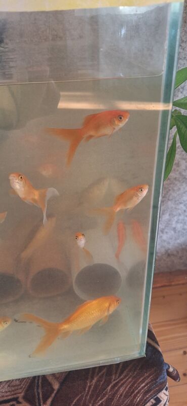 Akvariumlar: Dördbucaq akvarium, Balıqlarla birlikdə, 64 l, Ünvandan götürmə — 7