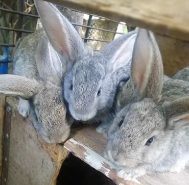 комбикорм для кроликов: Кролики пародистые