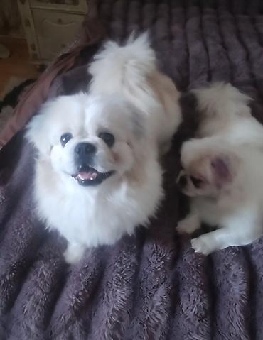 İtlər: Pekines, 1 il, Erkek, Cütləşmə üçün — 14