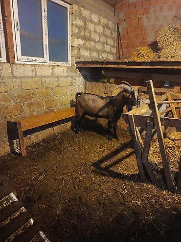 südlük keçi: Boğaz keçi – məhsuldar yerli cins - Cins: yerli məişət keçisi, uzun — 2