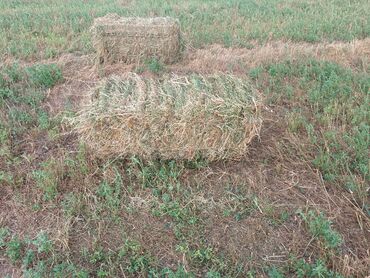 цена пшеницы в бишкеке 2022: Тук.тюки с поля