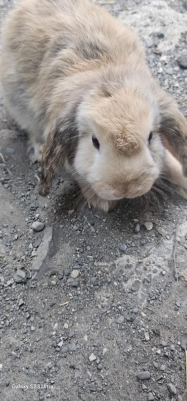 ucuz heyvanlar: Mini lop dovşanları salağ qulağlar satılır bir cütü 75 m 1 dişi 1 — 3