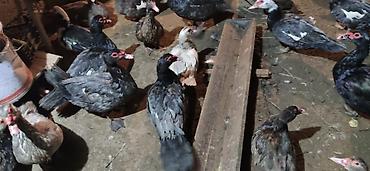 geref qus: LAL ÖRDƏK - Növ: Lal ördək, krasnadar, amerikan sortu (Muscovy — 2