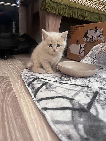 Pişiklər: Erkək, Dişi, Yaxşı əllərə, Ünvandan götürmə, Pulsuz çatdırılma, Ödənişli çatdırılma — 2