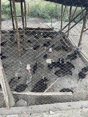 простые птички: Продам домашнюю птицу с подворья. - Гуси белые с серыми отметинами — 3