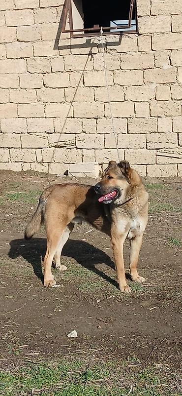 İtlər: Qurdbasar, 1 il, Erkek, Peyvəndli -da lalafo.az — 17 İtlər: Qurdbasar, 1 il, Erkek, Peyvəndli — 17