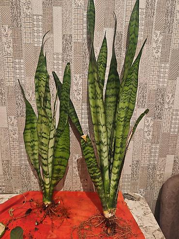 orxideya torpağı: Sansevieria (Qayın dili) – iri yetkin kollar - Növ: Sansevieria — 1