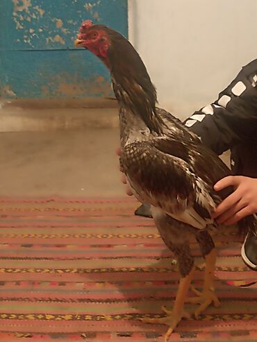 Куры, петухи: Продаю | Петух | Бойцовая | Для разведения — 1