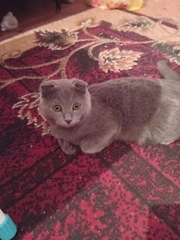 сиамский вислоухий кот: Шотландская вислоухая кошка (Scottish Fold), окраса «blue» (серый — 2