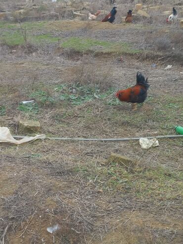 Toyuqlar: Toyuq, Damazlıq -da lalafo.az — 2 Toyuqlar: Toyuq, Damazlıq — 2