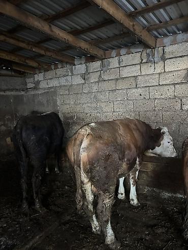 südlük inek satilir: Satılır: damazlıq və ətlik üçün erkək iribuynuzlu heyvanlar (öküzlər) — 3