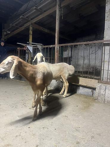 Продаю | Баран (самец) | Арашан | На забой at lalafo.kg Продаю | Баран (самец) | Арашан | На забой