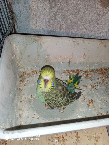 Digər quşlar: Çex cütler satılır papuqaylar təmiz qan vıstıvıcnıy vıstıvka sərgi — 30
