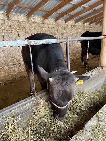 Коровы, быки: Продаю | Тёлка | На откорм, На забой, Для разведения — 13