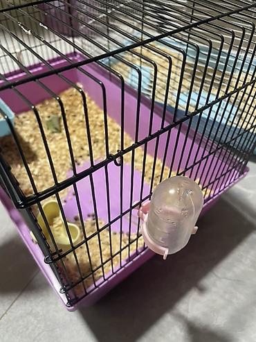 клетка для крысы бу: Клетки для грызунов/мелких животных - Просторные прямоугольные клетки — 2