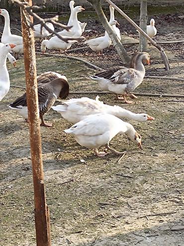 yumurta hinduşka: Qaz sürüsü – yerli təsərrüfatda bəslənmiş - Növ: ev qazı (ağ və boz — 6