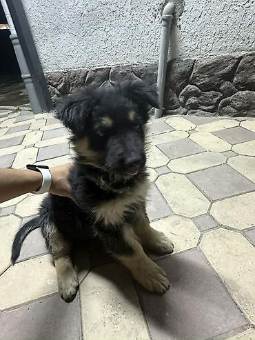 pitomnik temir: Щенок, порода чистокровныйовчарка - Возраст на вид: 1 месяц щенок — 4