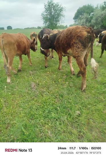 Коровы, быки: Продаю | Бык (самец) — 8