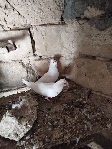 Göyərçinlər: Şəkillərdə müxtəlif rənglərdə və bəzi fərqli xüsusiyyətlərə malik — 4