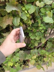 Apple iPhone: IPhone 15 Pro, 128 GB, Natural Titanium, Face ID — 12