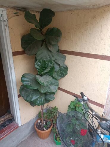 Фикустар: Комнатные растения в горшках (коллекция) - Фикус лирата (Ficus