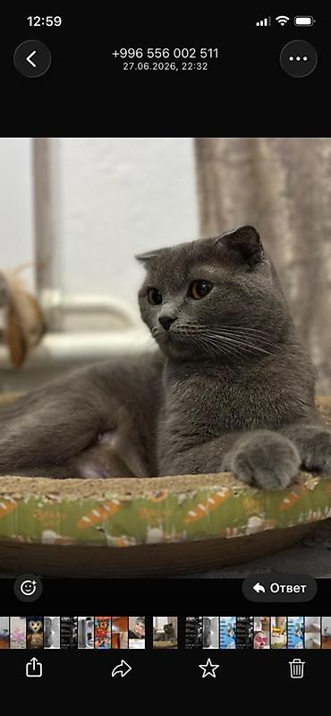 кошка породистые: Шотландская вислоухая кошка (Scottish Fold) - Окрас: сплошной серый — 1