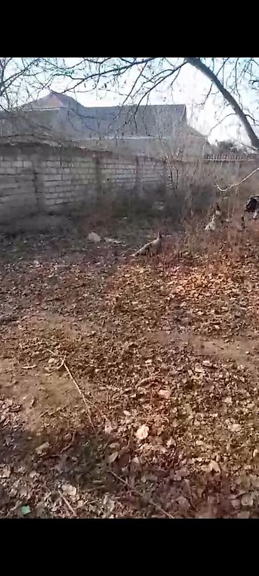 Torpaq sahələrinin satışı: 6 sot, Kupça (Çıxarış) — 20