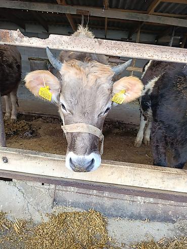 Коровы, быки: Продаю | Бык (самец) | Герефорд | На откорм | Привязанные — 28