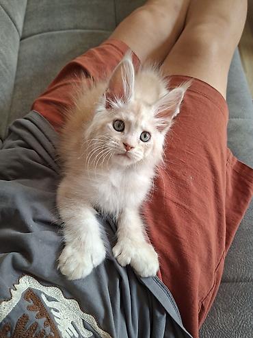 котята мэйн кун: 🐾 ЭКСКЛЮЗИВНЫЙ КОТЁНОК МЕЙН-КУН ПОЛИДАКТ 🐾 цена указана под кастрацию — 6