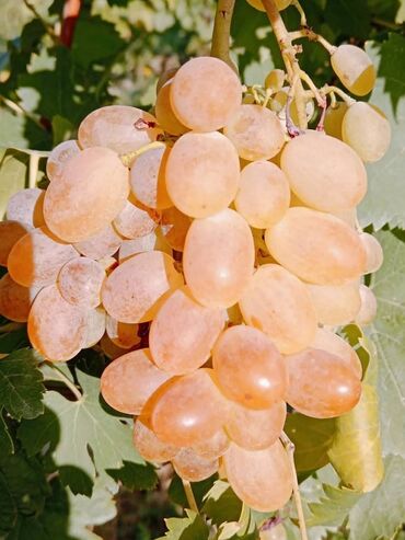 Şitillər: Üzüm tingləri – müxtəlif süfrə sortları Təsvir: - Seçmə süfrə üzüm — 12