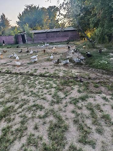 Продается Утки 25 шт цена договорная.Утки и гуси – домашняя птица для — 5