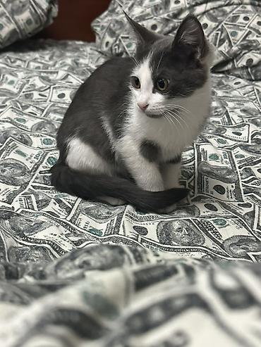 сколько стоит кошки: Кошка даром: Беспородная, Девочка, Приучена к лотку — 2