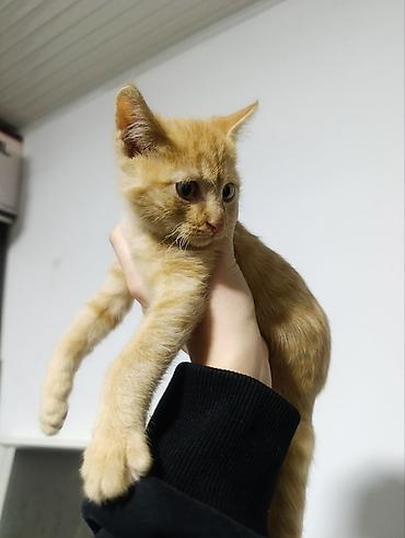 Мышыктар: Котята, домашние короткошёрстные, несколько окрасов: - Рыже-белый — 2