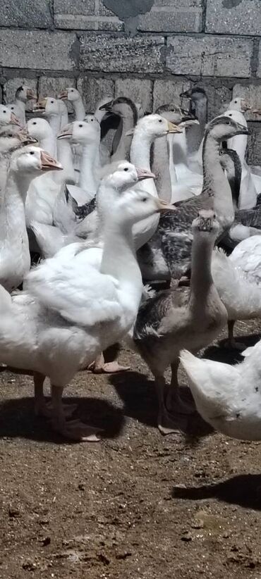 İtlər: Erkək, | Linda, Ətlik, Ünvandan götürmə, Ödənişli çatdırılma