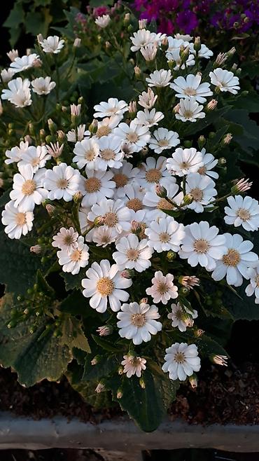 Otaq bitkiləri: 🌹Senaria gülü topdan ve perakende satışı. 💳SAY çox olsa endirim — 5