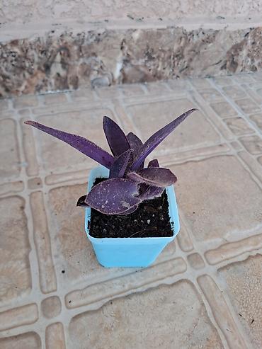 roza: Bənövşəyi Tradescantia (Tradescantia pallida – Purple Heart) şitili - — 3